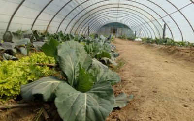 Agricultura Ecológica
