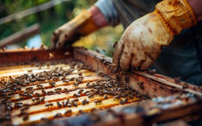 Descubre el fascinante mundo de la apicultura tradicional y ecológica