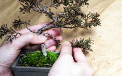 Taller «Alambrado del Bonsai»