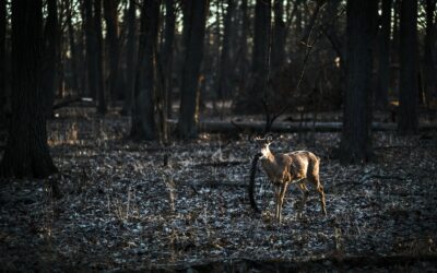Curso Incendios Forestales: Efectos Medioambientales